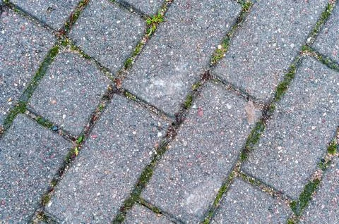 Moss growth between the elements of paving slabs, rectangular paving slabs Stock Photos