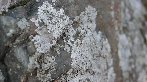 Moss Hand Held Stock Footage 12574627