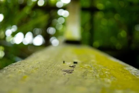 Moss handrail Foto stock