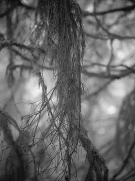 Moss hanging from branches in a forest during the early morning Foto stock