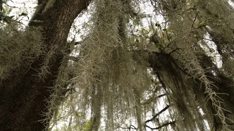 Moss hanging from Oak tree Video stock 87091941