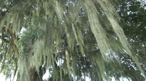 Moss hanging from tree with light breeze Video stock 41666833