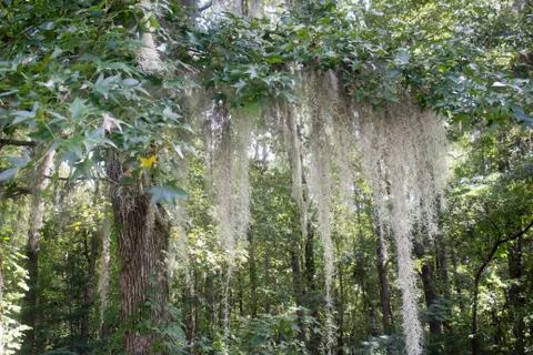 Moss hanging from tree Stock Photos