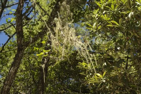 Moss hanging in tree 库存照片