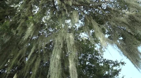 Moss hanging from trees, pan with lens flare Видео 41666772