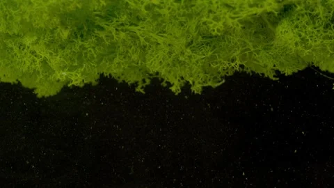 Moss hanging in void 스톡 동영상 331097796