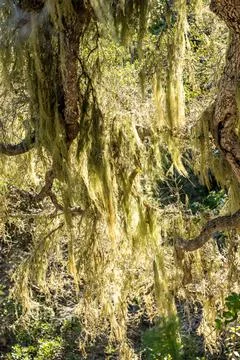 Moss Hangs Low In Twisting Tree Photos