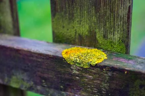Moss on a hedge Stock Photos