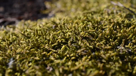 Moss on a hemp by an early spring in-field Stock Footage 36763752