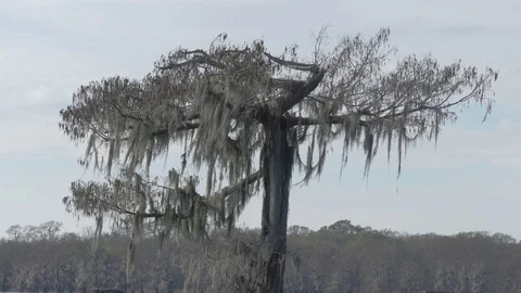 Moss high in cypress tree 4k 30p Stock Footage 71179552