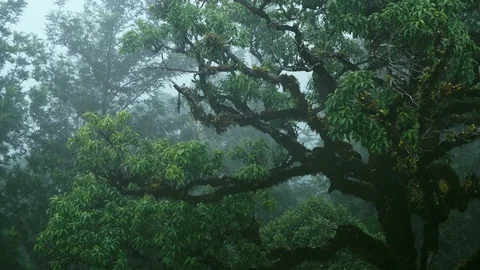 Moss infested tree in fog infested forest Vídeo Stock 90945175