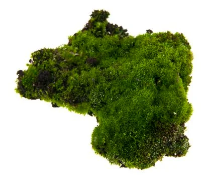 Moss isolated on white background closeup Stock Photos