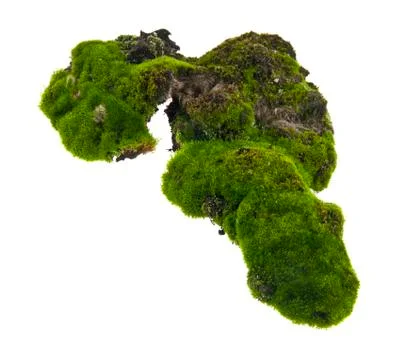 Moss isolated on white background closeup Stock Photos