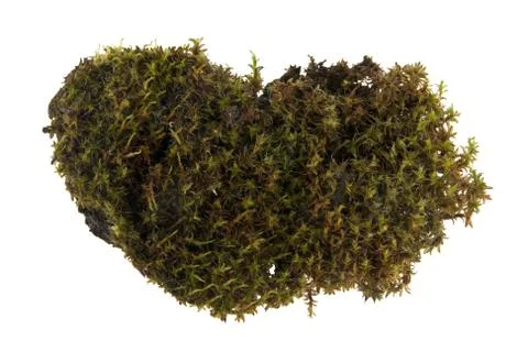 Moss isolated on white background Stock Photos