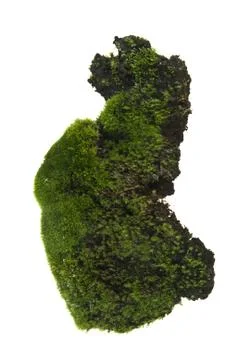 Moss isolated on white background Stock-Fotos