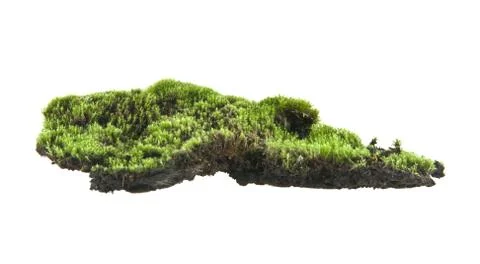 Moss isolated on white background Stock Photos