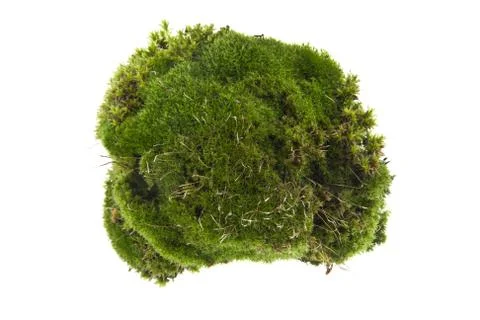 Moss isolated on white background Stock Photos