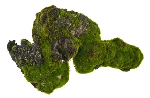 Moss isolated on white background Stock Photos