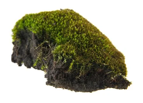 Moss isolated on white background Stock Photos