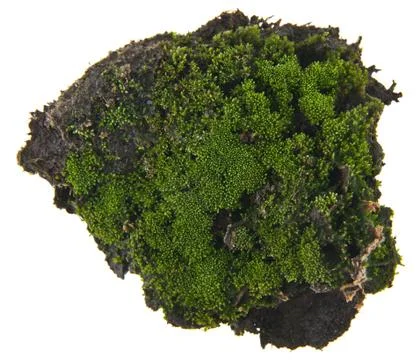 Moss isolated on white background Stock Photos