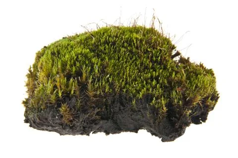 Moss isolated on white background Stock Photos