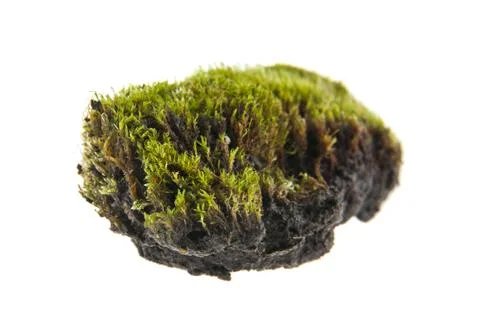 Moss isolated on white background Stock Photos