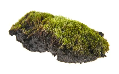 Moss isolated on white background Stock Photos