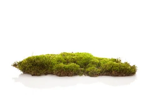 Moss isolated on white background. Stock Photos