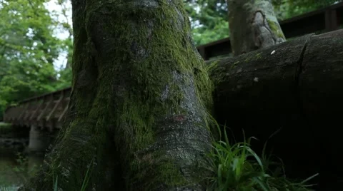 Moss in the jungle Stock Footage 68626362