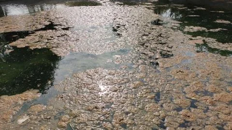Moss layer on water pond Stock Photos