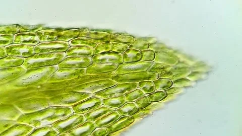 Moss Leaf Anatomy Seen Through a Microscope, 400x 動画素材 320457600
