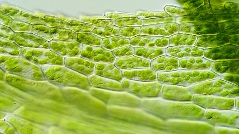 Moss Leaf Cell Structure in Real-Time Microscopy, 400x magnification 動画素材 320457377