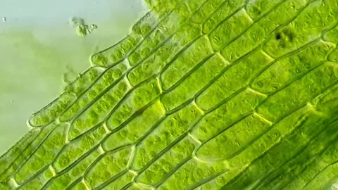 Moss Leaf Cells Captured in High Definition Microscopy, 400x 動画素材 320457371