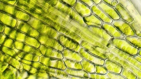 Moss Leaf Cells Under the Microscope in Stunning Detail, 400x 動画素材 320458888