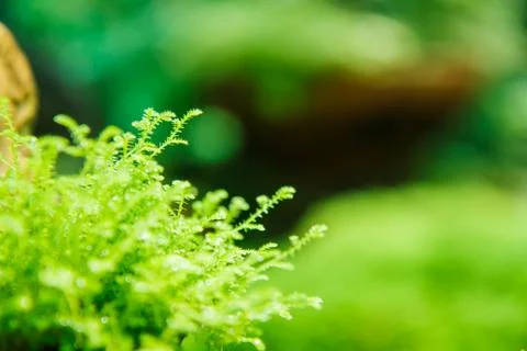 Moss leaf texture 스톡 사진