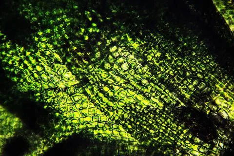 Moss leaf under the microscope, green cell background Stock Photos
