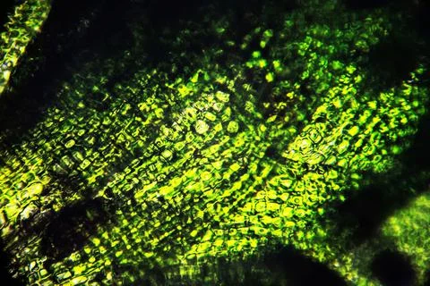 Moss leaf under the microscope, green cell background Stock Photos