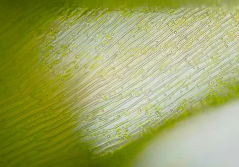 Moss leave part with visible cell structure. Seen in microscope with objective Stock Photos
