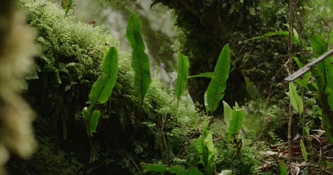 Moss, Leaves, Macro Shot In 8K Stock-Footage 330637296