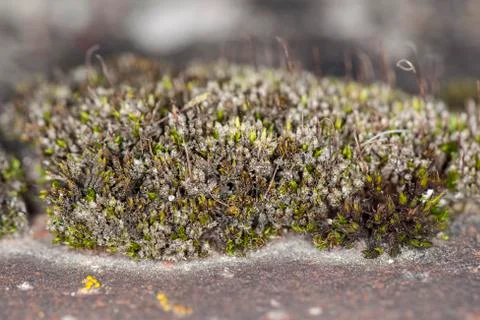 Moss leaves Stock Photos