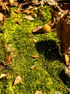 Moss with leaves Stock Photos