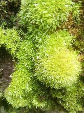 Moss leaves Stock Photos