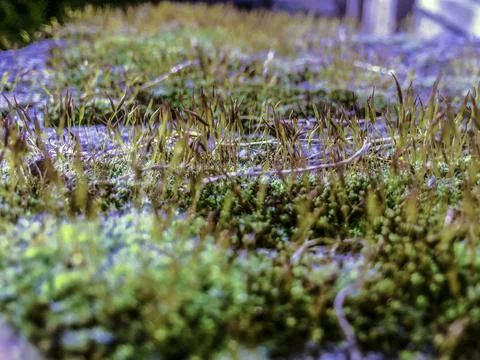 Moss, lichen and grass Stock Photos