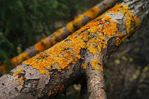 Moss lichen Stock Photos