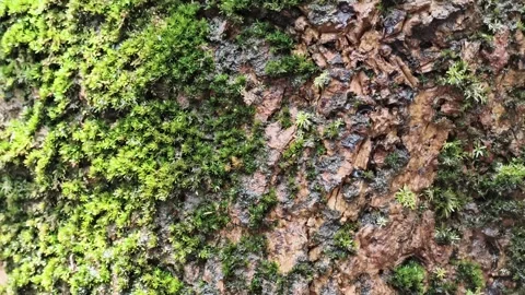 Moss Lichen Rock Texture Macro Detail Stock Footage 341023421