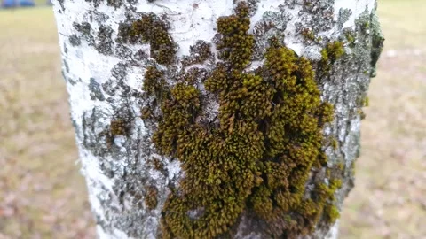 Moss, lichen on a tree trunk. 스톡 동영상 270995149