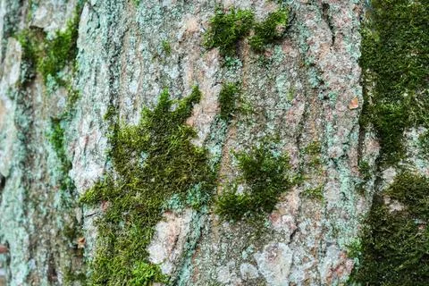 Moss on the light tree bark Stock Photos