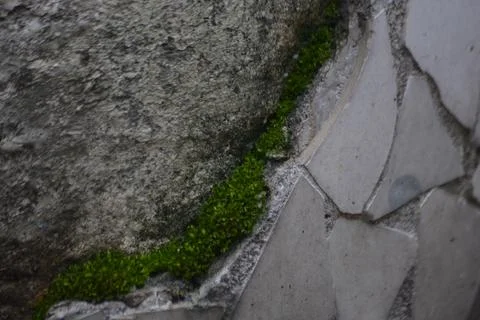 Moss line between stone blocks texture close up Stock Photos