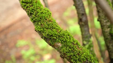 Moss on a living tree in the rain Stock Footage 153309015