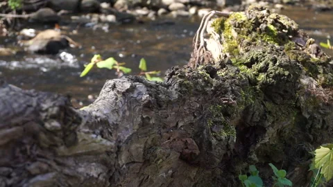 MOSS LOG ABOVE CREEK Stock Footage 194453568